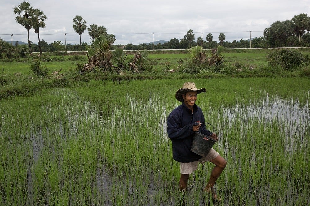 NABULE, BURMA - AUGUST 03: A rice farmer works in a field inside the planned Dawei SEZ on August 3, 2015 in Nabule, Burma. The controversial, multi-billion dollar Dawei special economic zone and deep sea port has been stuck in a quagmire for years, however, three-way meetings between Thailand, Myanmar, and Japan have pushed the project closer with an agreement to develop the first stage of construction expected this week. The plan is expected to displace thousands of local residents from at least five villages and local farmers and fishermen are worried that the massive project will negatively effect their livelihoods. (Photo by Taylor Weidman/Getty Images)