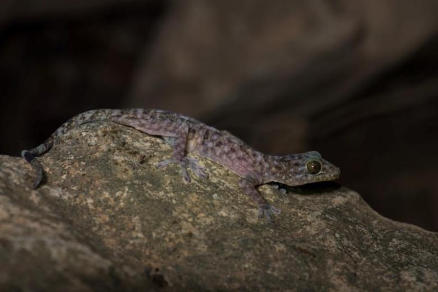 Scientists Discover 163 New Species In Greater Mekong Region Wwf 