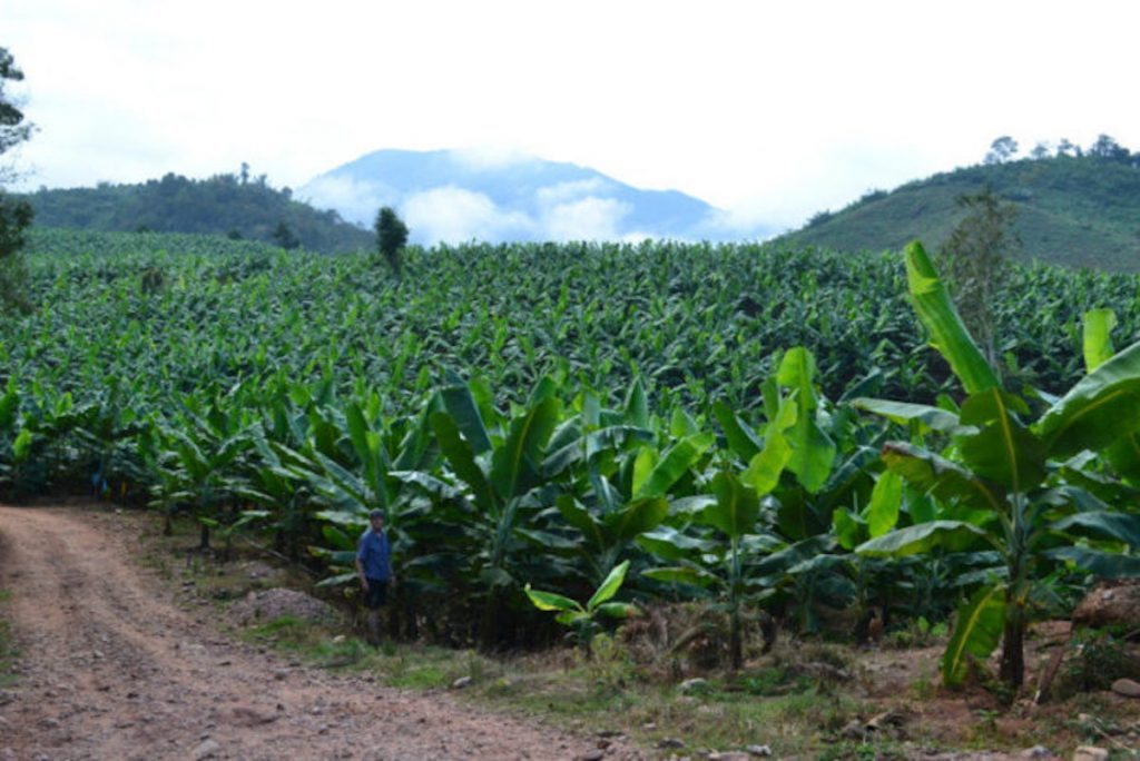 Science-policy collaboration to tackle pollution from bananas. 