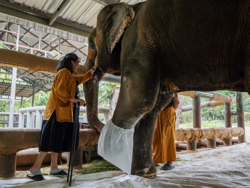 elephant