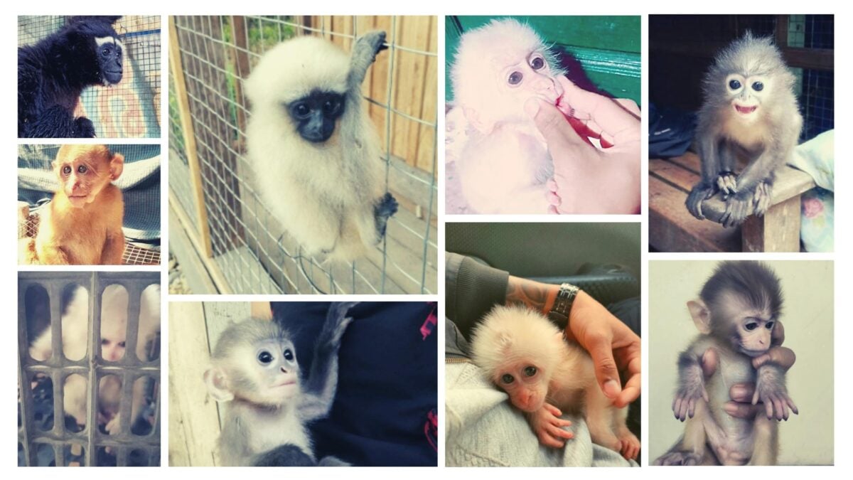 wildlife