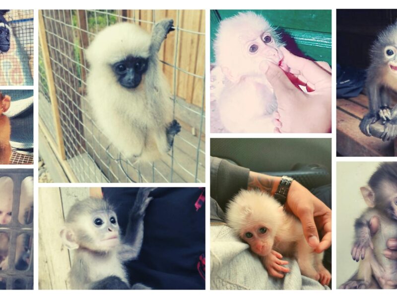wildlife