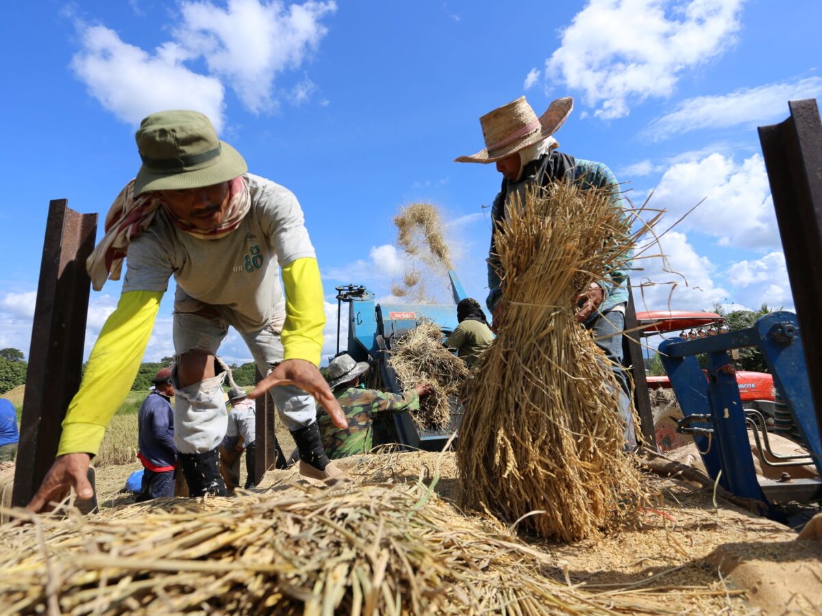 Mekong farmers struggle as fertilizer prices rise