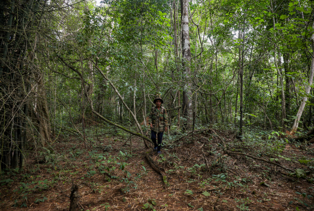 forest