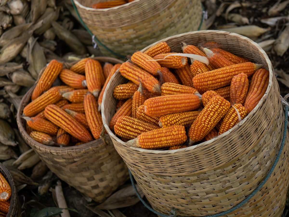 Maize