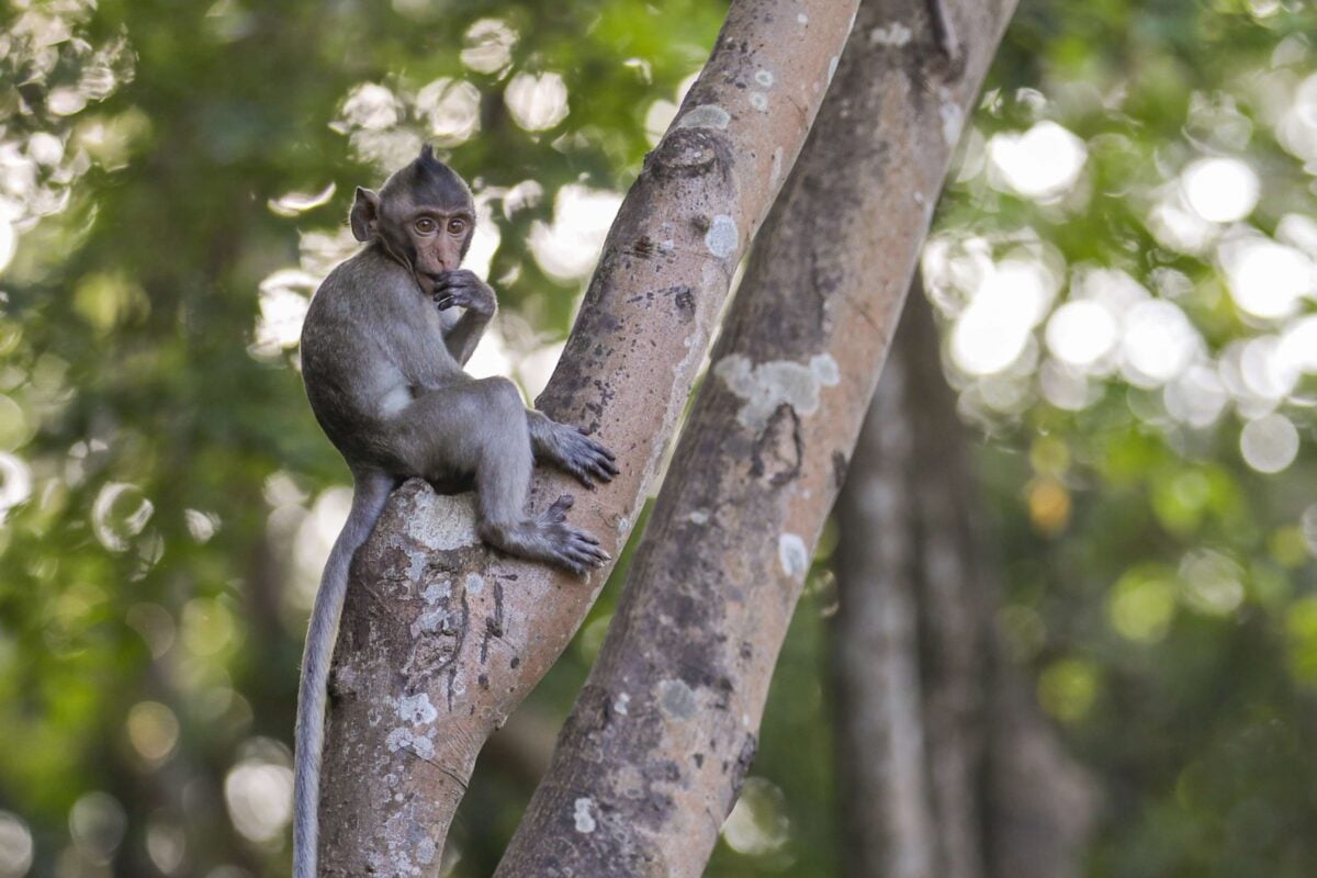 Cambodia's indicted monkey trade taints global wildlife market