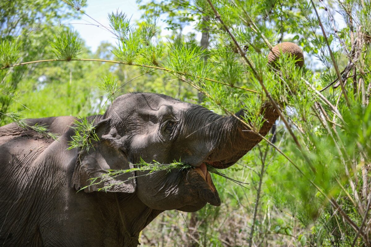 Vietnam elephant