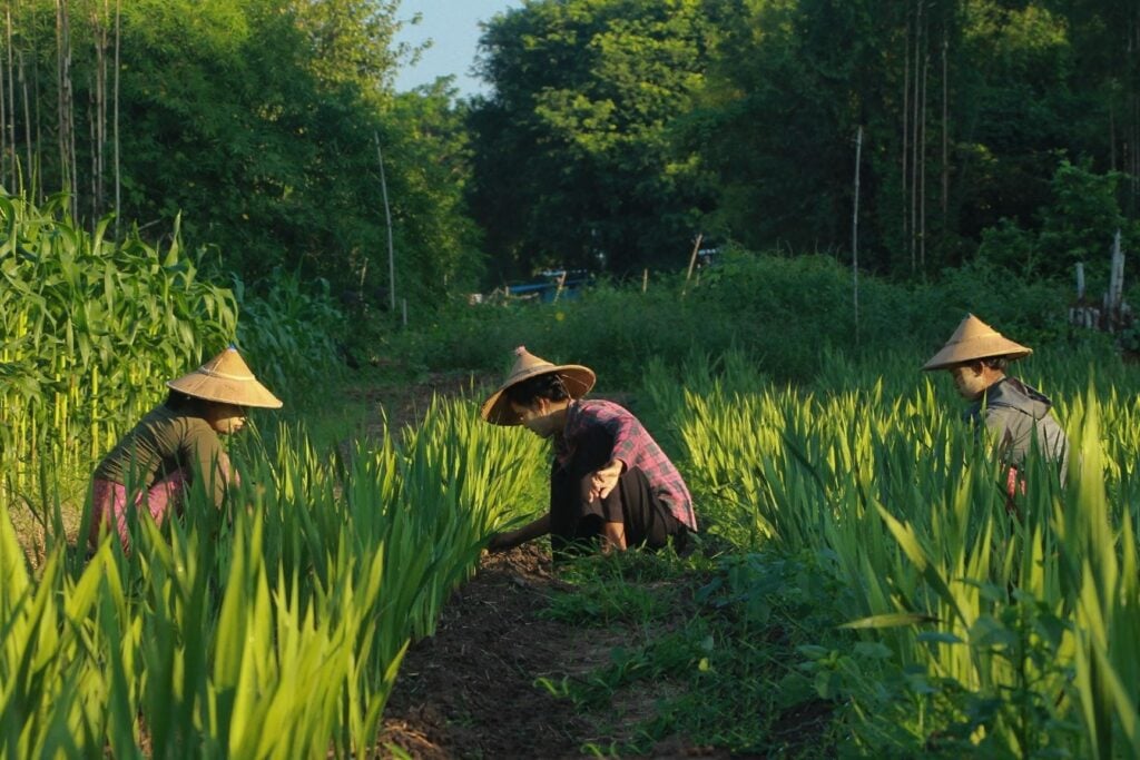 farmer myanmar
