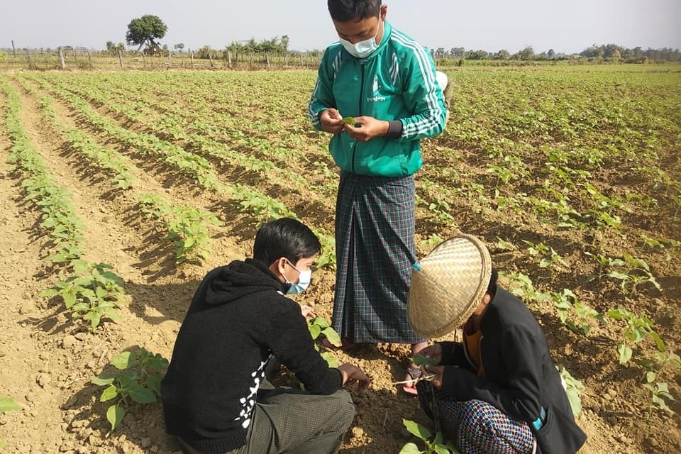 farmer myanmar