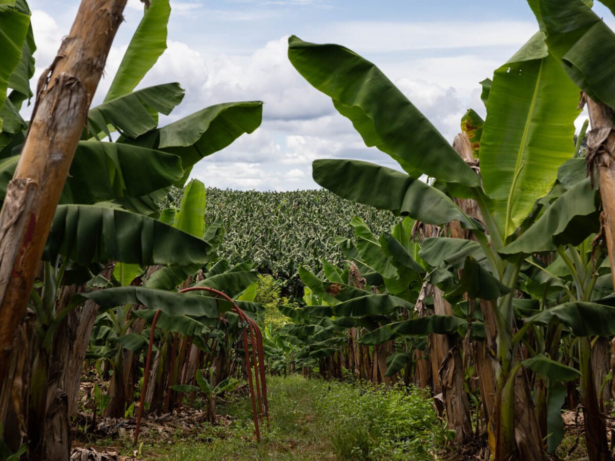 Banana boom, soil bust