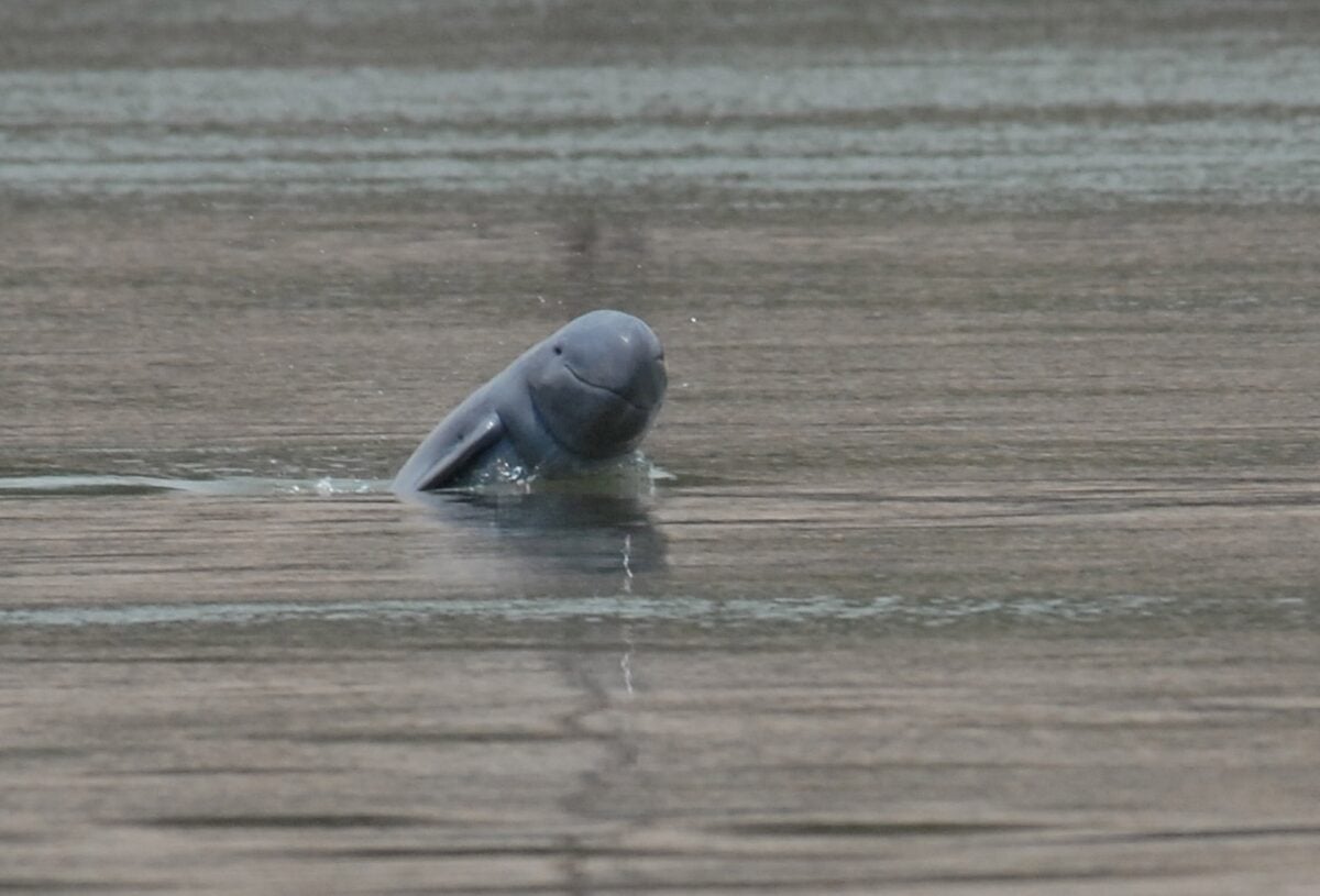 Irrawaddy dolphin