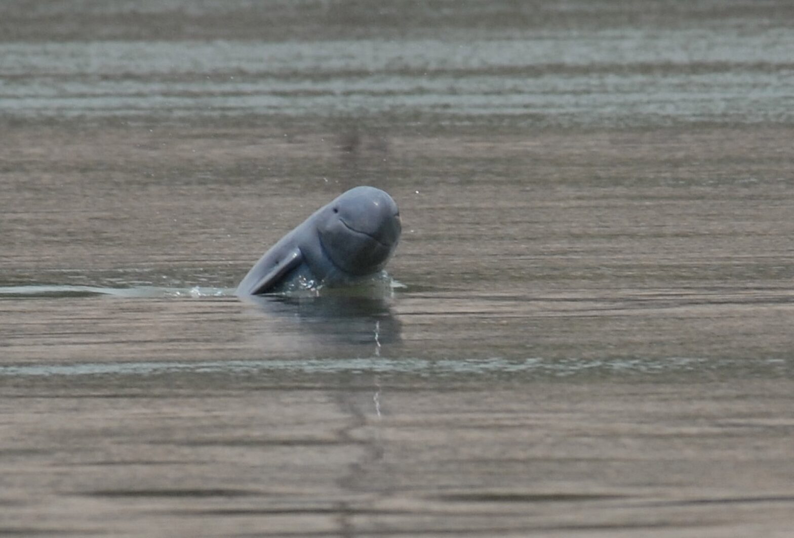 Irrawaddy dolphin