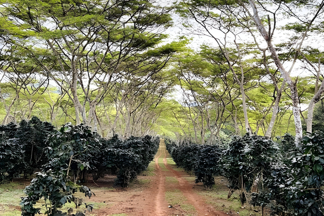 agroforestry coffee Laos
